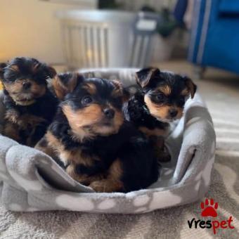 Ράτσα: Γιόρκσάϊρ τεριέ - Yorkshire Terrier | Ηλικία: 3 μηνών | Φύλο: Αρσενικό | Αρ. Microchip: 965226069230 | Ιδιώτης | Εκπαιδευμένο | Pedigree | Περιοχή: Αθήνα, Αττική